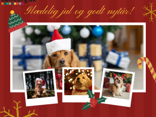 🎄❄️ GAMEDOG.DK HOLDER JULEFERIE ❄️🎄